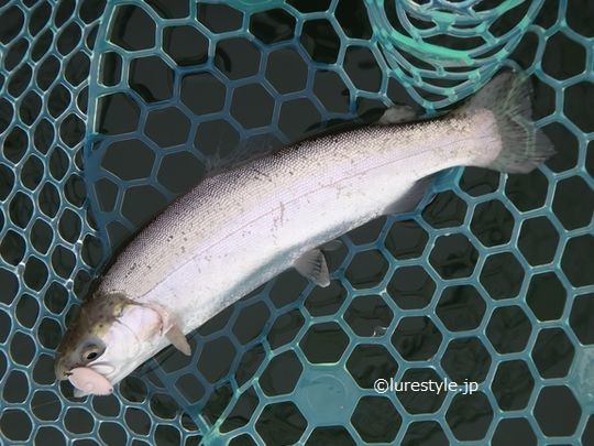 2018 関西の管理釣り場 「通天湖」 「嵐山FA」 営業開始