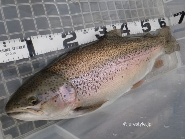 通天湖で釣り始め 自己記録更新の60アップをキャッチ!