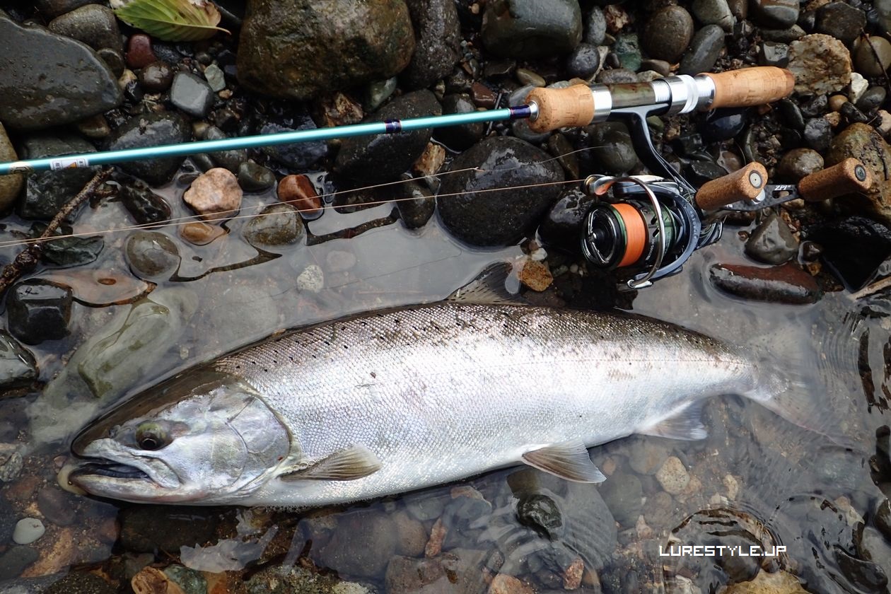 渓流ルアー釣行 川のヌシ!? 50センチのスーパーヤマメ!