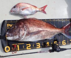 タイラバ釣行で大鯛キャッチ